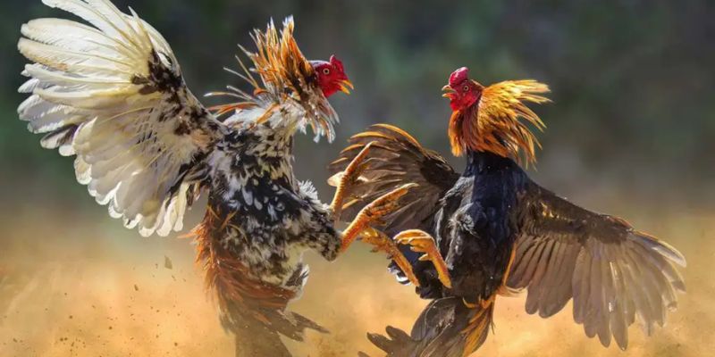 Một số tựa game đá gà TR88 được hội viên lựa chọn