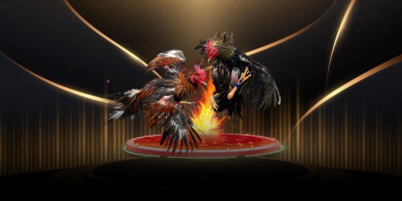 Lý do đá gà cựa sắt luôn nằm trong top yêu thích