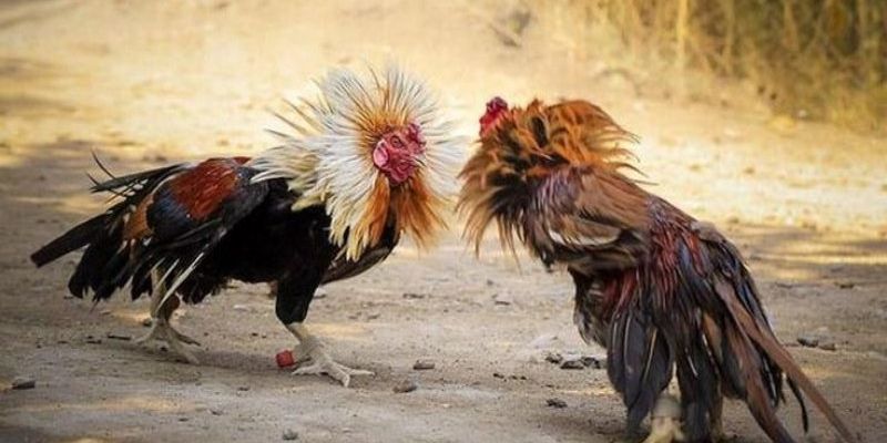 Đá Gà Cựa Sắt - Đấu Trường Hấp Dẫn, Phần Thưởng Đa Dạng